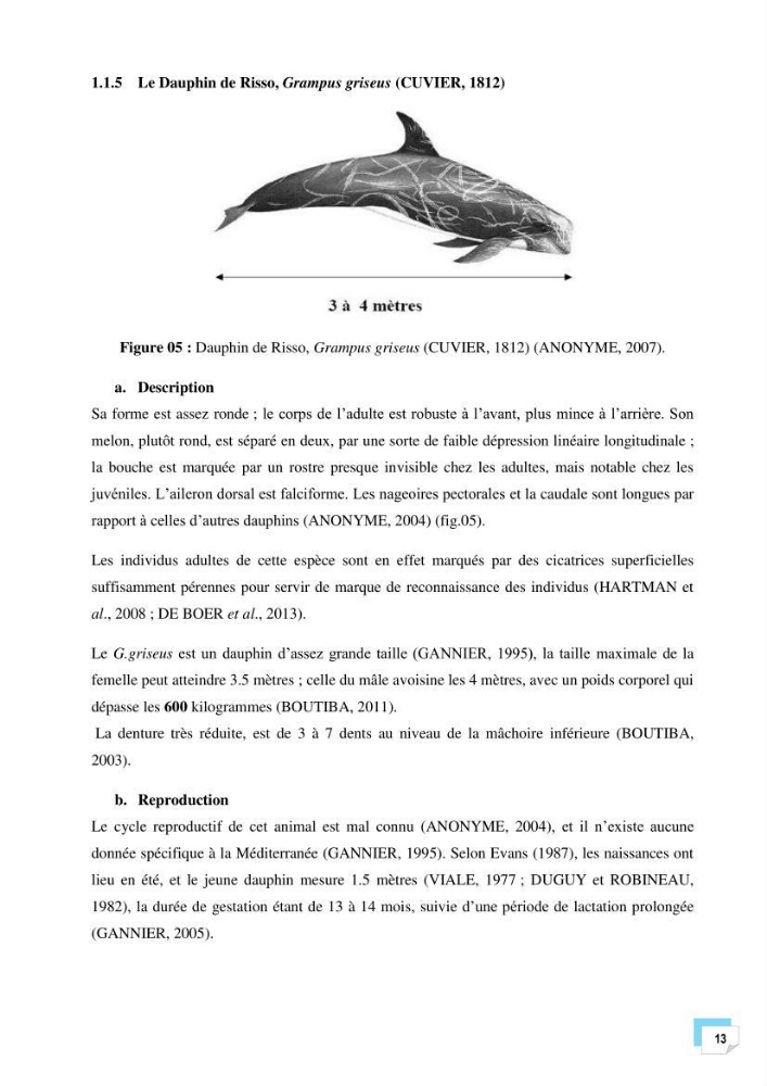 Bilan des échouages de cetacés dans le centre Algérien
