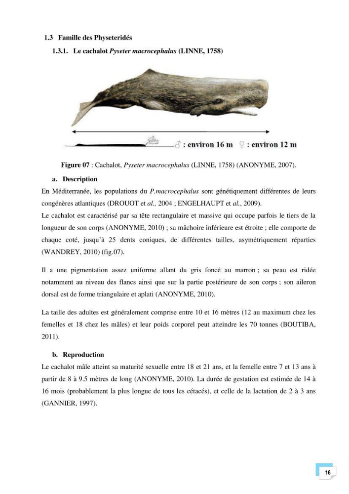 Bilan des échouages de cetacés dans le centre Algérien