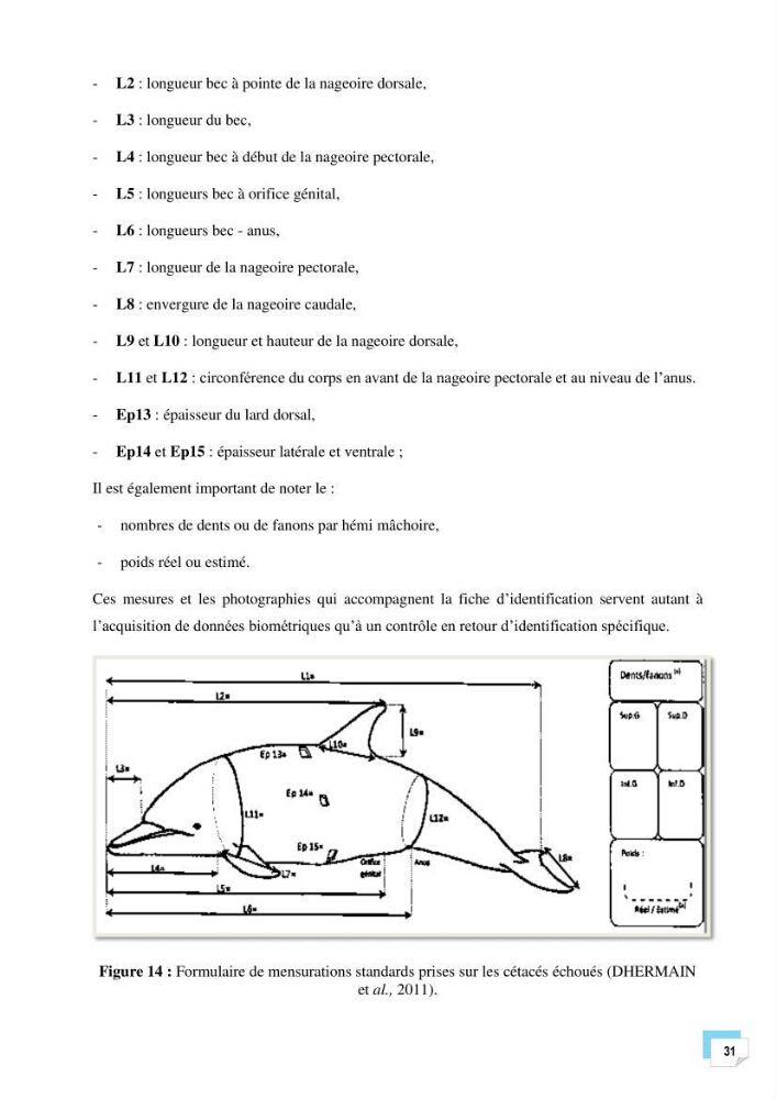 Bilan des échouages de cetacés dans le centre Algérien