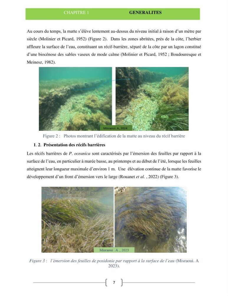 Le récif barrière de l’anse de kouali: cartographie, biométrie et essai de restauration