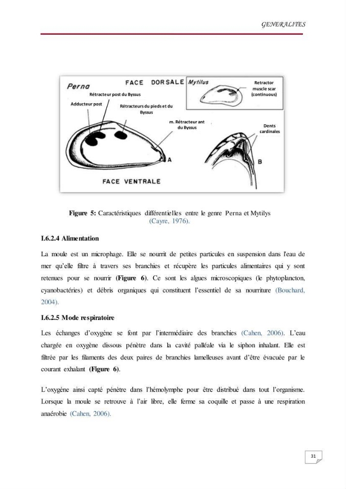 Evaluation des teneurs en métaux lourds dans l\'environnement marin du littoral Algérois chez Patella sp et les moules