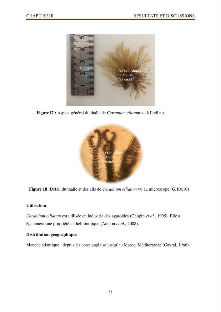 Recherche de quelques espèces algales de la co^te algérienne aux possibilités biotechnologiques