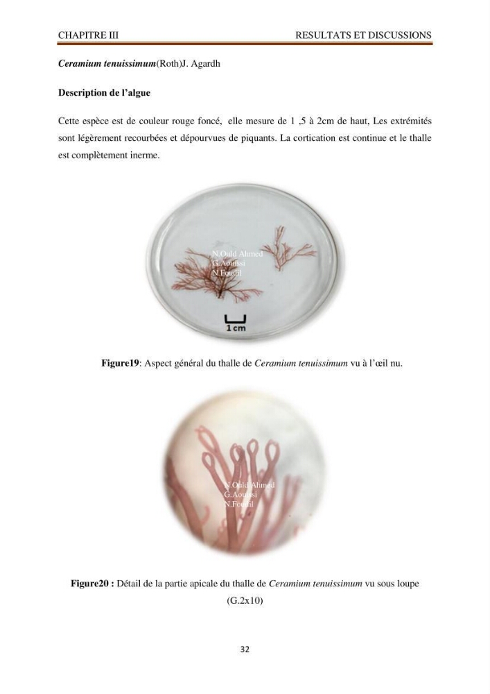 Recherche de quelques espèces algales de la co^te algérienne aux possibilités biotechnologiques