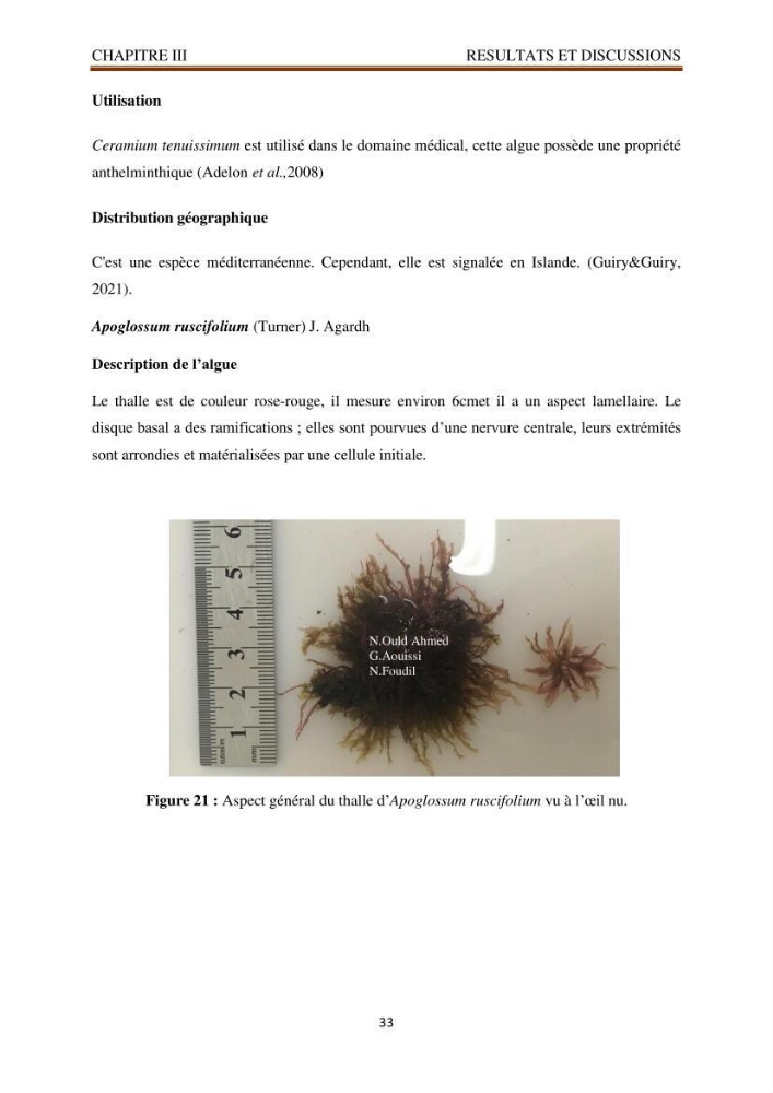 Recherche de quelques espèces algales de la co^te algérienne aux possibilités biotechnologiques