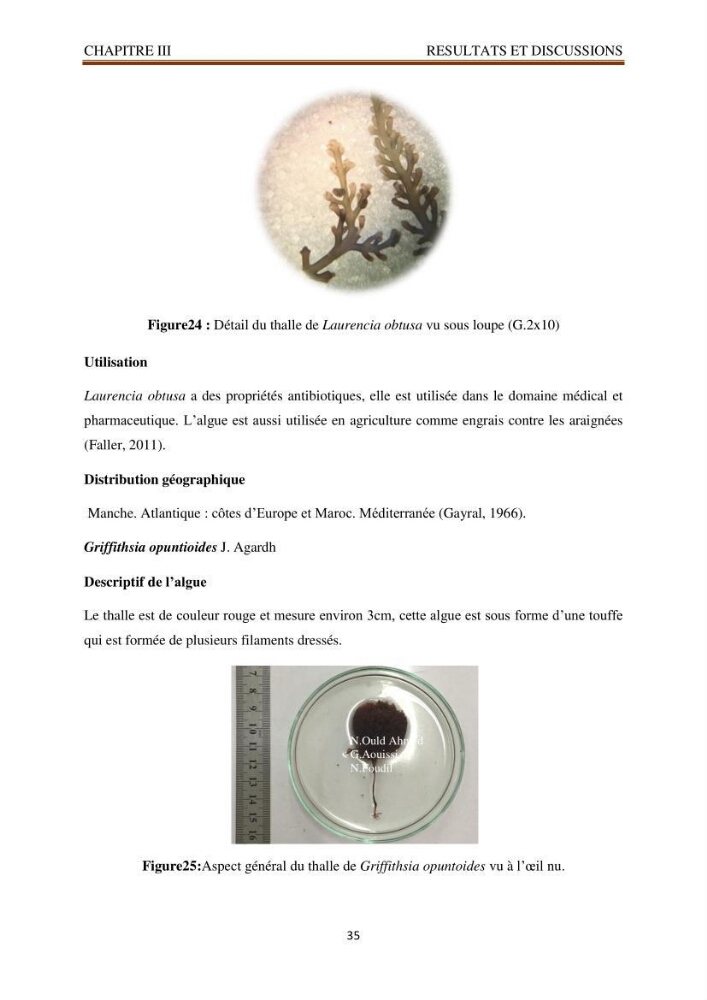 Recherche de quelques espèces algales de la co^te algérienne aux possibilités biotechnologiques