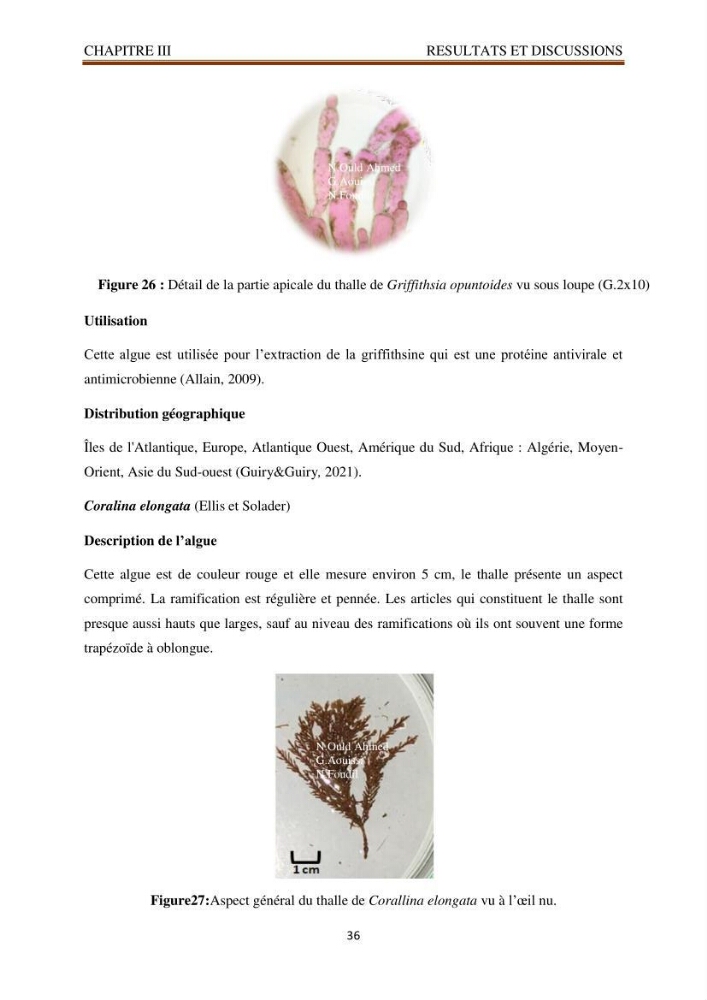 Recherche de quelques espèces algales de la co^te algérienne aux possibilités biotechnologiques