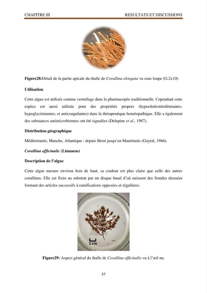 Recherche de quelques espèces algales de la co^te algérienne aux possibilités biotechnologiques