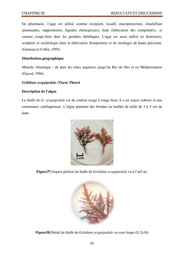 Recherche de quelques espèces algales de la co^te algérienne aux possibilités biotechnologiques
