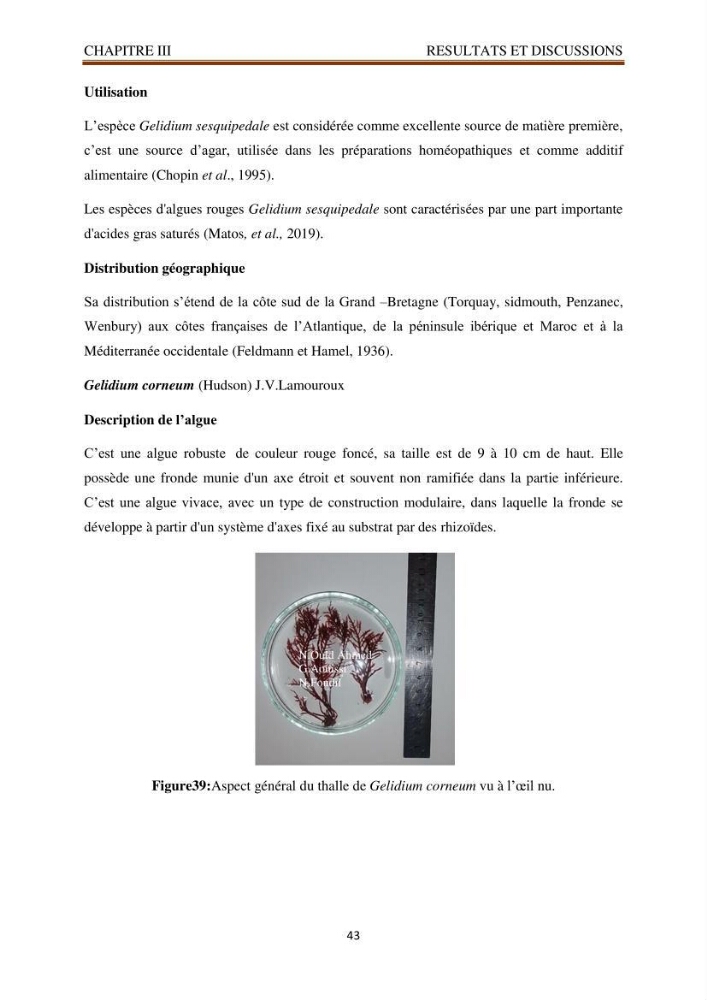 Recherche de quelques espèces algales de la co^te algérienne aux possibilités biotechnologiques