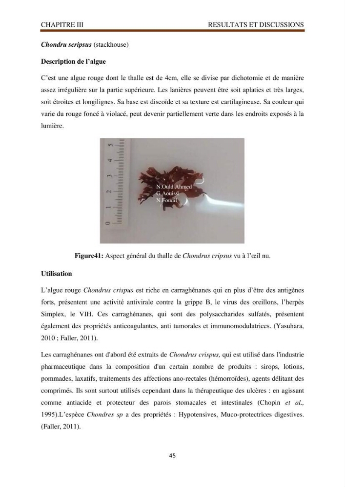 Recherche de quelques espèces algales de la co^te algérienne aux possibilités biotechnologiques