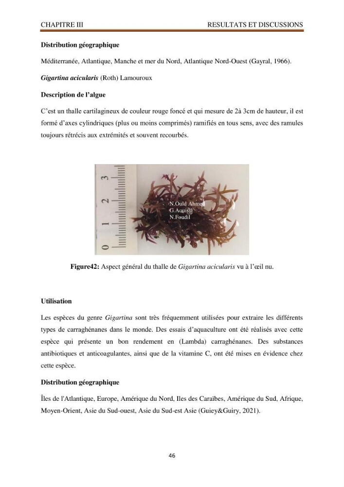 Recherche de quelques espèces algales de la co^te algérienne aux possibilités biotechnologiques