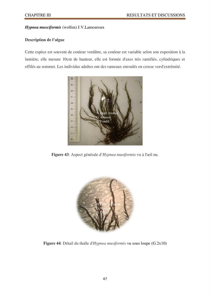 Recherche de quelques espèces algales de la co^te algérienne aux possibilités biotechnologiques
