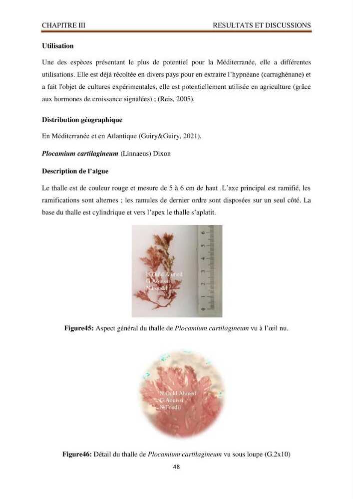 Recherche de quelques espèces algales de la co^te algérienne aux possibilités biotechnologiques