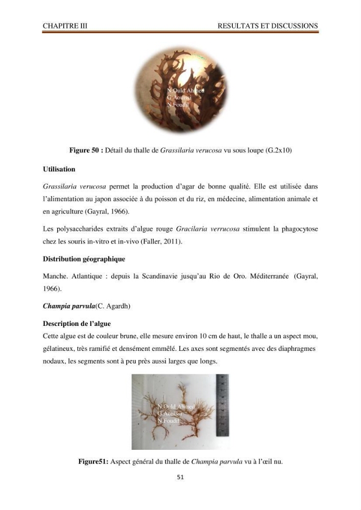 Recherche de quelques espèces algales de la co^te algérienne aux possibilités biotechnologiques
