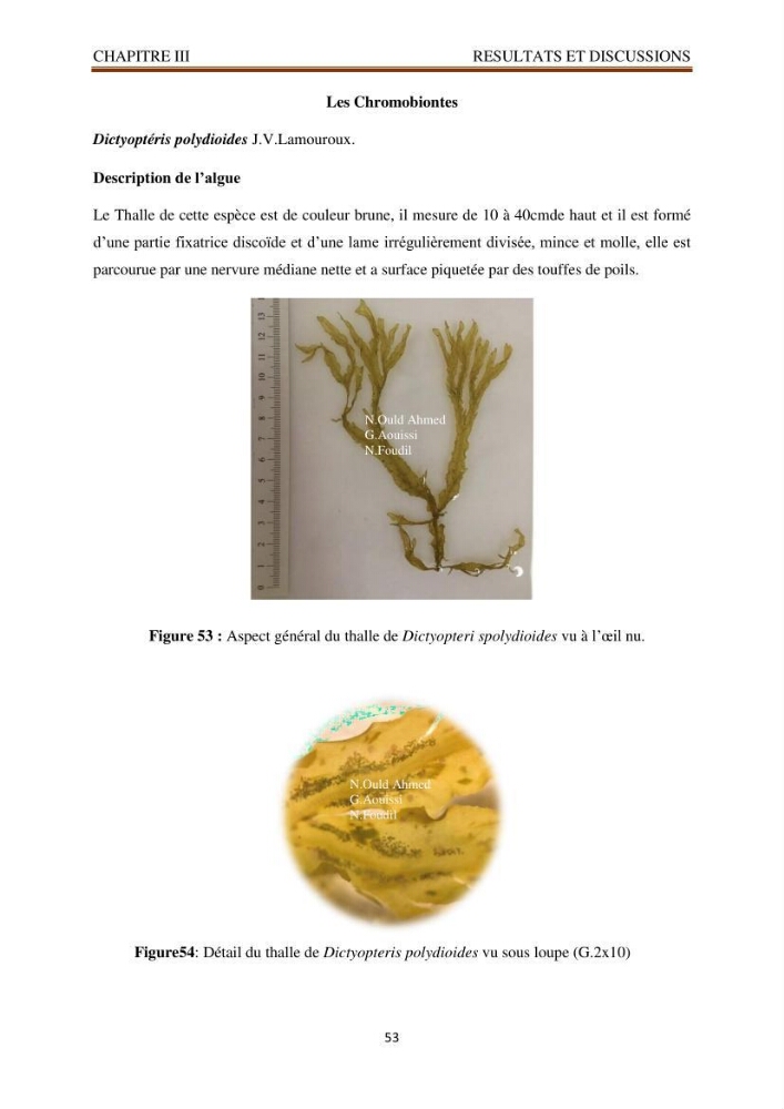 Recherche de quelques espèces algales de la co^te algérienne aux possibilités biotechnologiques