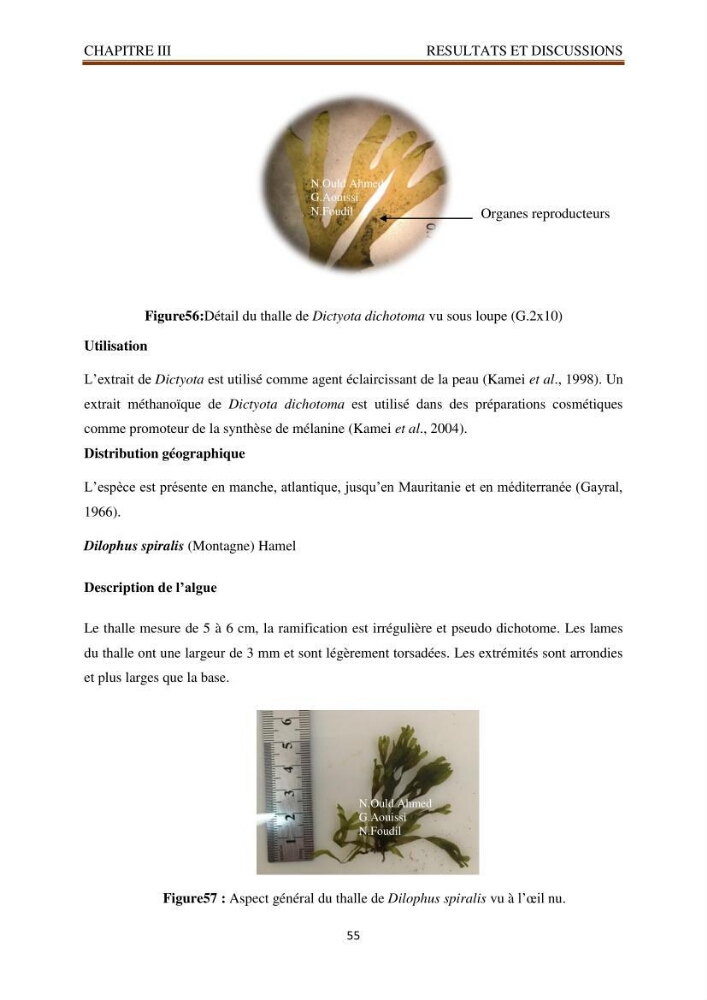 Recherche de quelques espèces algales de la co^te algérienne aux possibilités biotechnologiques