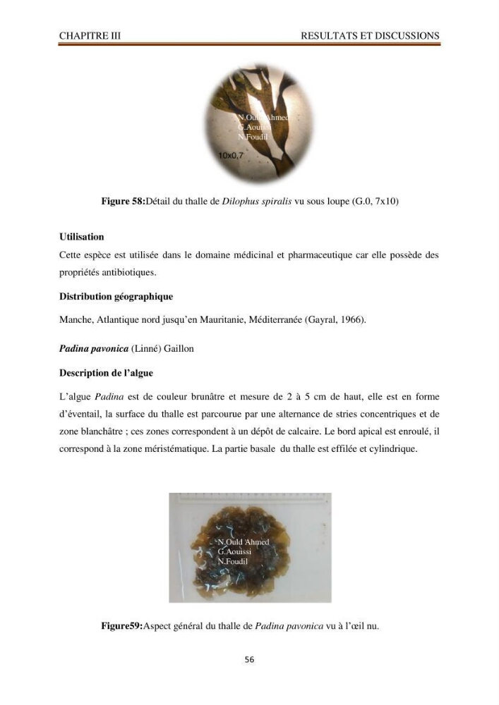 Recherche de quelques espèces algales de la co^te algérienne aux possibilités biotechnologiques