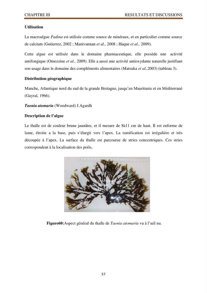 Recherche de quelques espèces algales de la co^te algérienne aux possibilités biotechnologiques