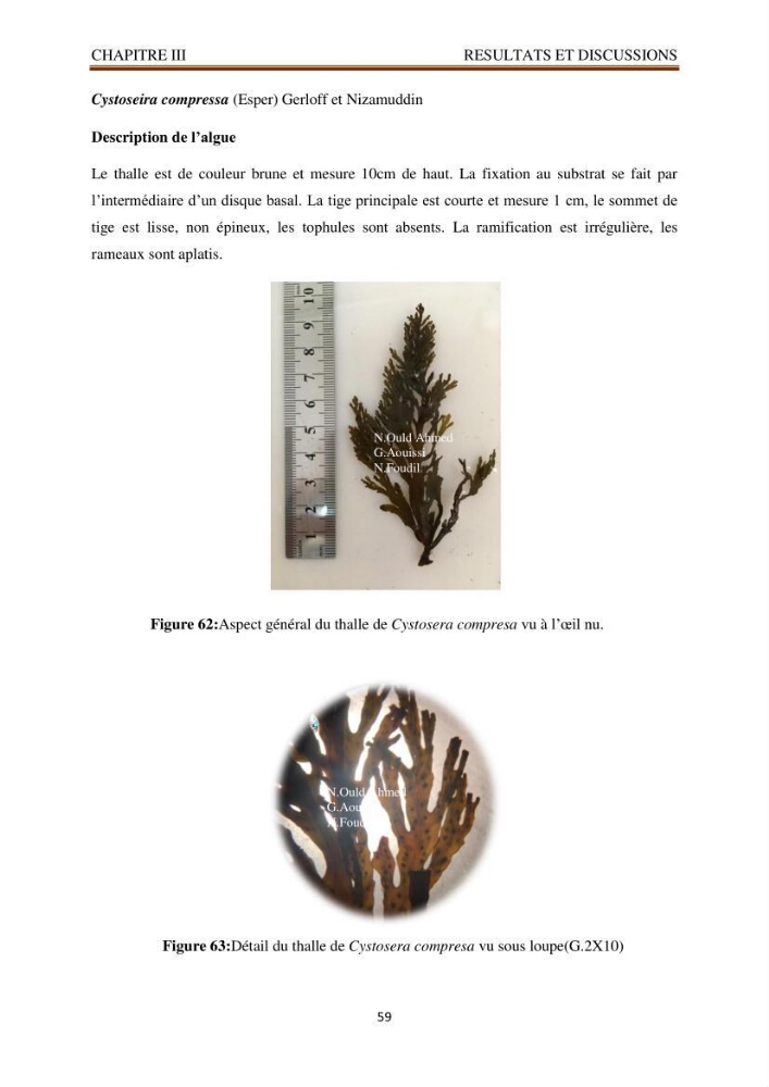 Recherche de quelques espèces algales de la co^te algérienne aux possibilités biotechnologiques