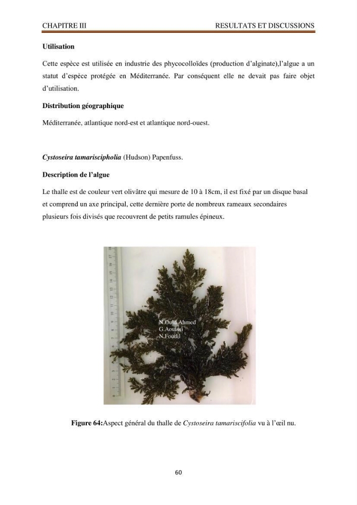 Recherche de quelques espèces algales de la co^te algérienne aux possibilités biotechnologiques