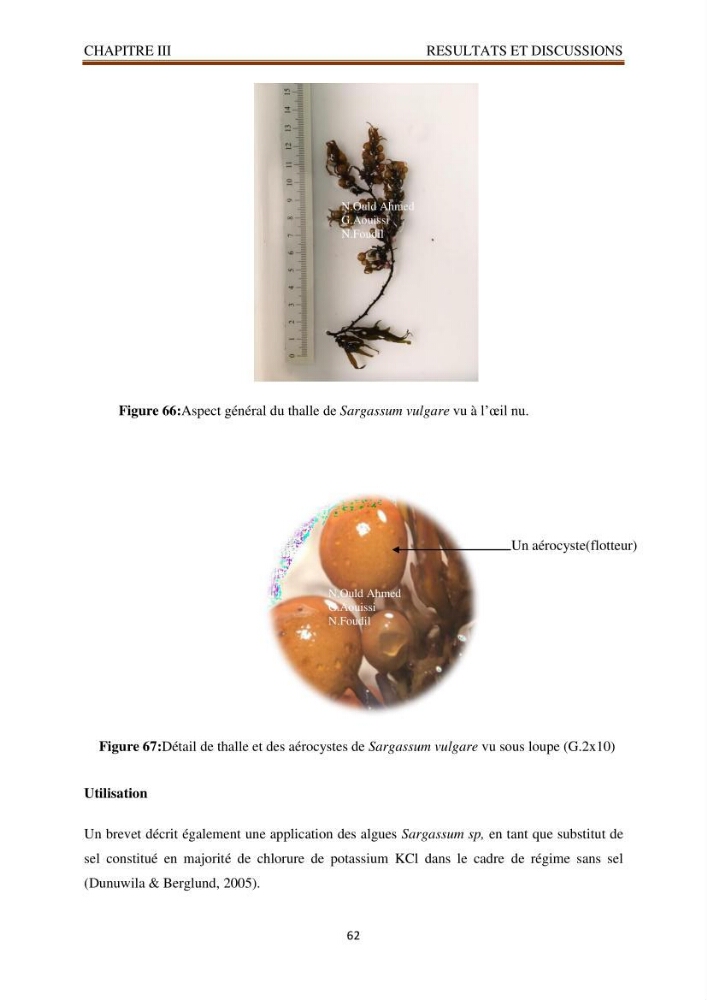 Recherche de quelques espèces algales de la co^te algérienne aux possibilités biotechnologiques