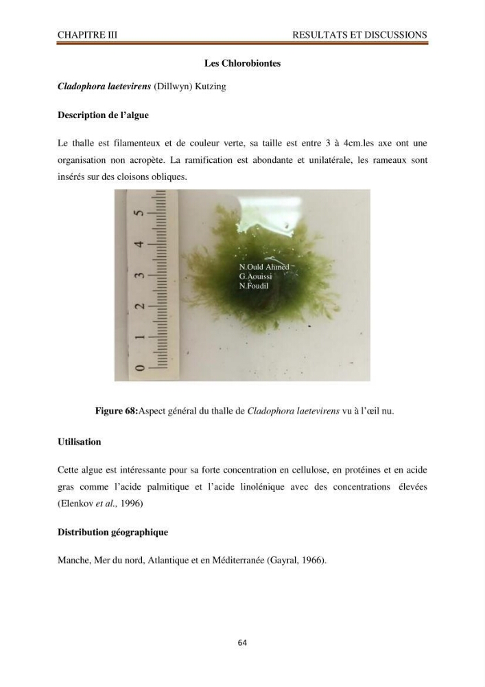 Recherche de quelques espèces algales de la co^te algérienne aux possibilités biotechnologiques