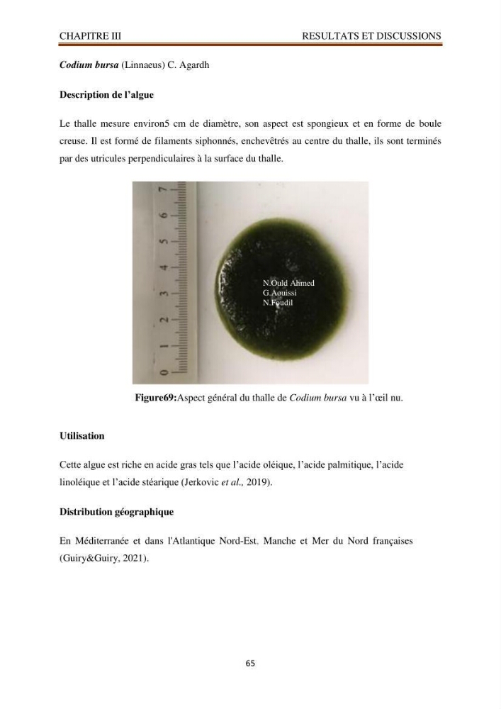 Recherche de quelques espèces algales de la co^te algérienne aux possibilités biotechnologiques