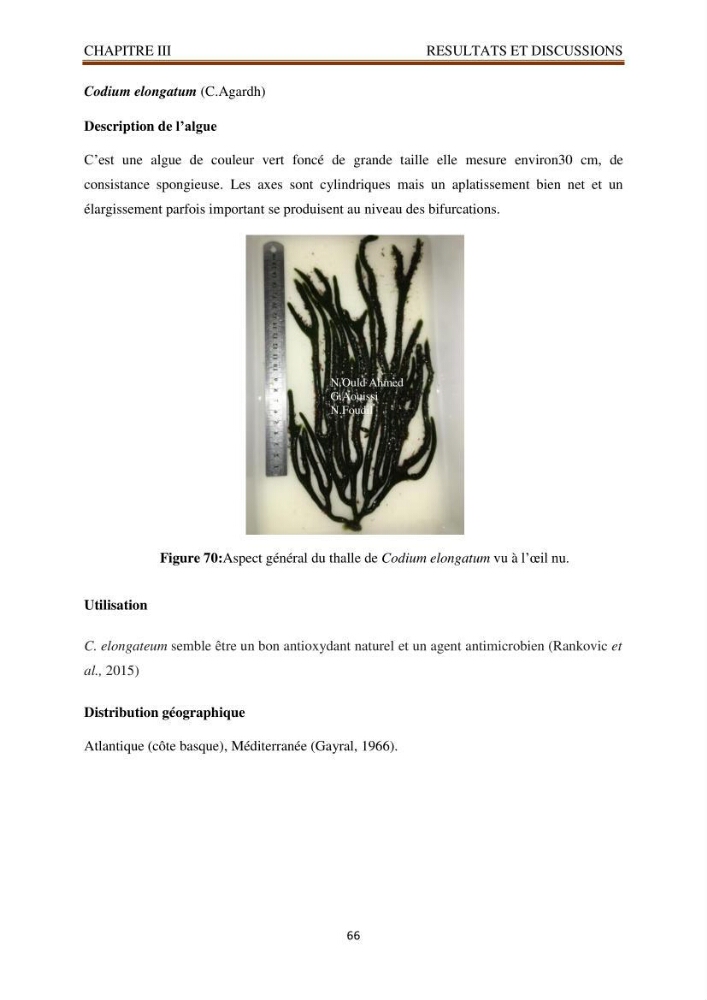 Recherche de quelques espèces algales de la co^te algérienne aux possibilités biotechnologiques