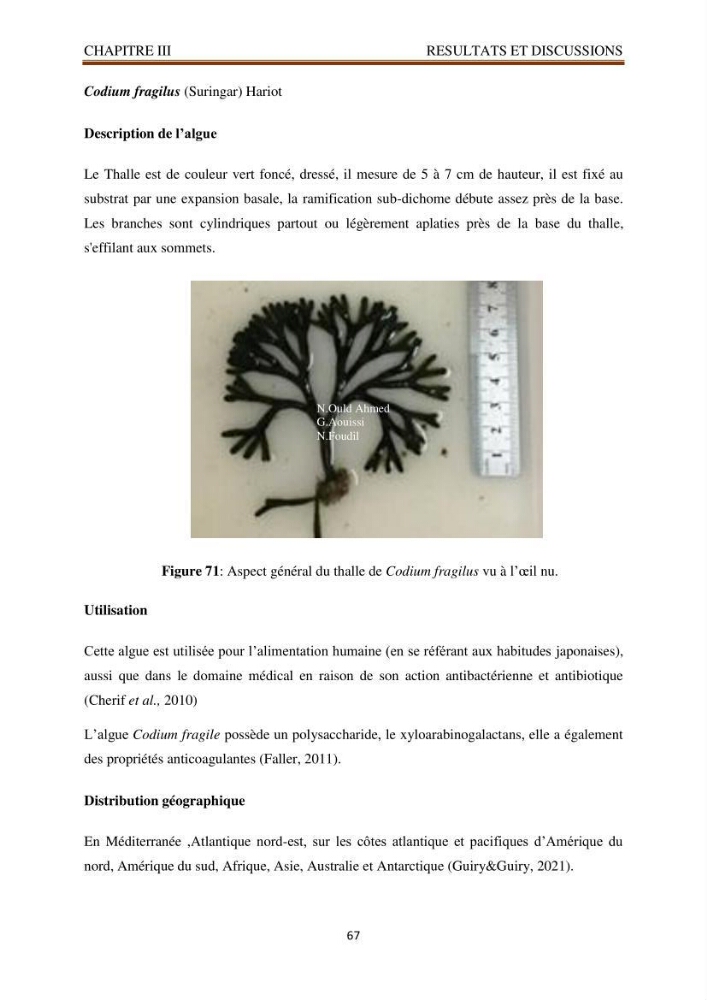 Recherche de quelques espèces algales de la co^te algérienne aux possibilités biotechnologiques
