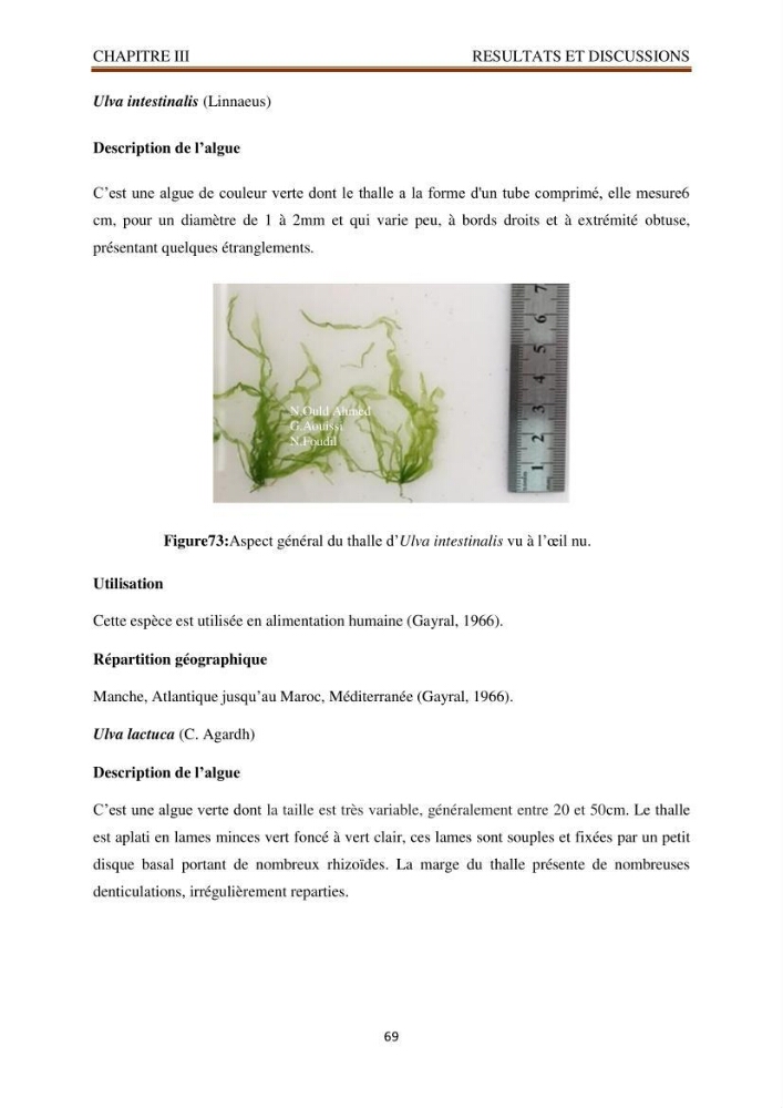 Recherche de quelques espèces algales de la co^te algérienne aux possibilités biotechnologiques