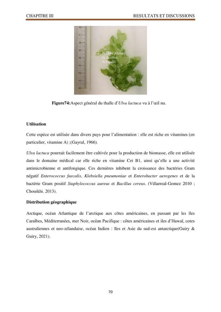 Recherche de quelques espèces algales de la co^te algérienne aux possibilités biotechnologiques