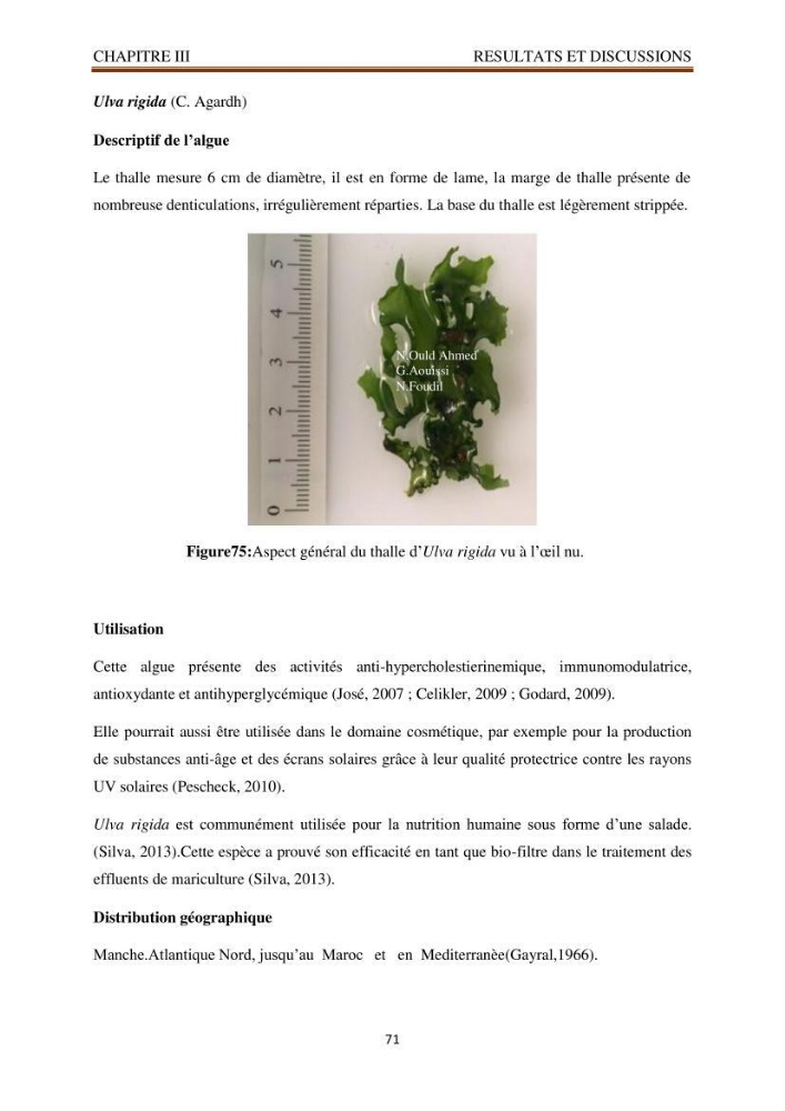 Recherche de quelques espèces algales de la co^te algérienne aux possibilités biotechnologiques