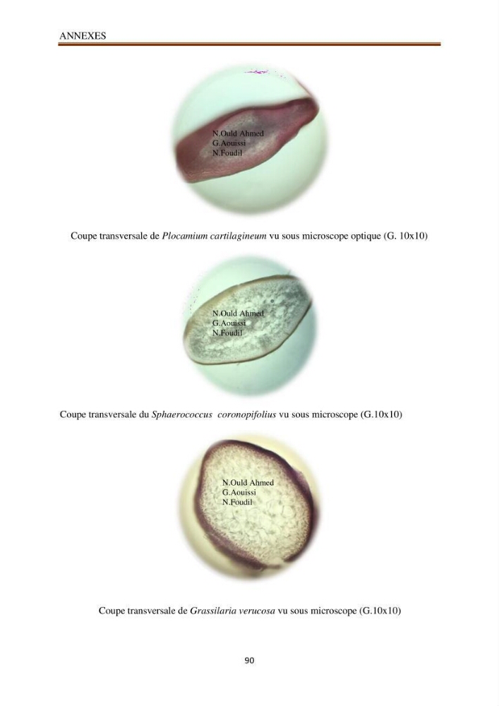Recherche de quelques espèces algales de la co^te algérienne aux possibilités biotechnologiques