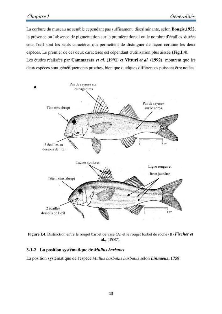 Contribution à l’étude bioéconomique de la pêche chalutière cas de rouget de vase ( Mullus barbatus) de la région centre du bassin Algérien