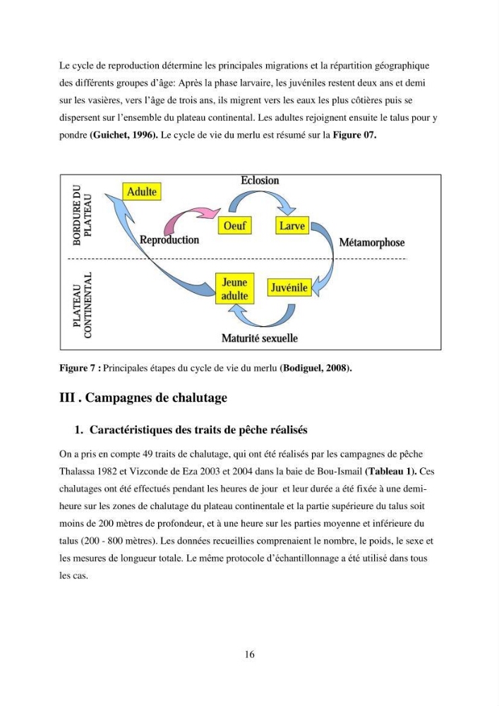 Utilisation d’un SIG (Système d’Information Géographique) dans un modèle de distribution d’une espèce: le cas de Merluccius merluccius (Linnaeus, 1758); le merlu européen de la baie de Bou-Ismail