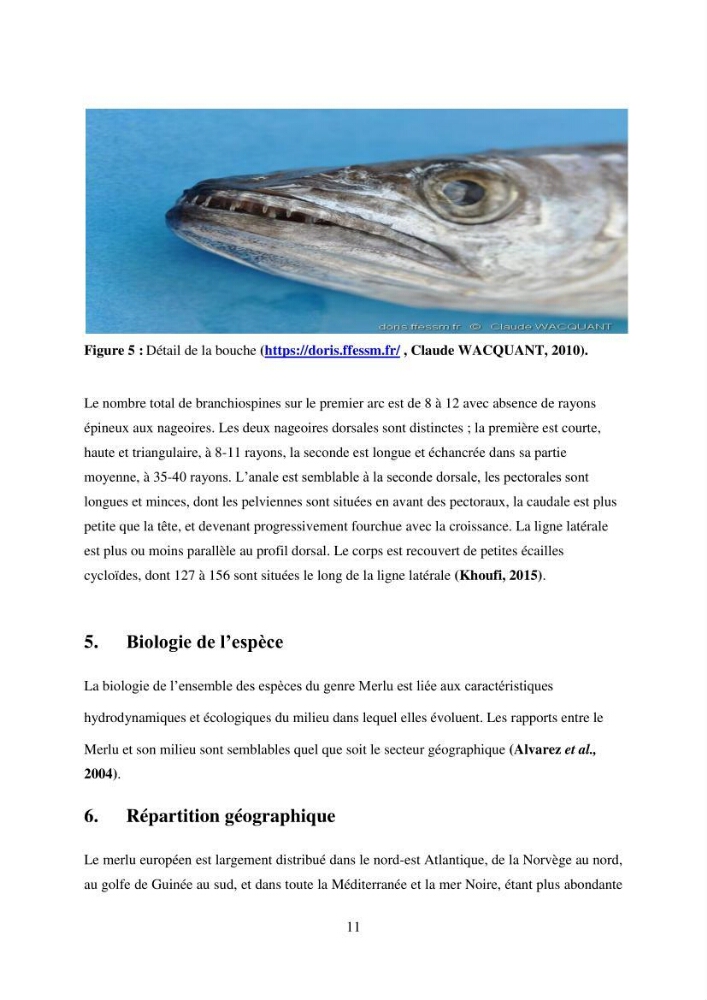 Utilisation d’un SIG (Système d’Information Géographique) dans un modèle de distribution d’une espèce : le cas de Merluccius merluccius (Linnaeus, 1758); le merlu européen de la baie de Bou-Ismail