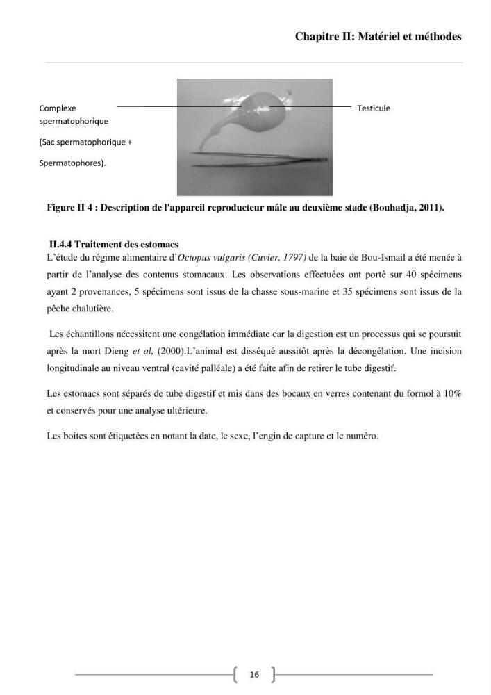 Contribution à l\'analyse des aspects éco-trophiques chez les céphalopodes