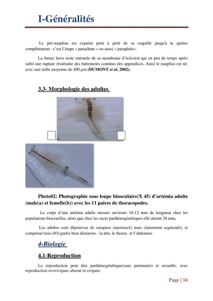 Caractérisation des cyste d\'Artémia du chott Merouane: