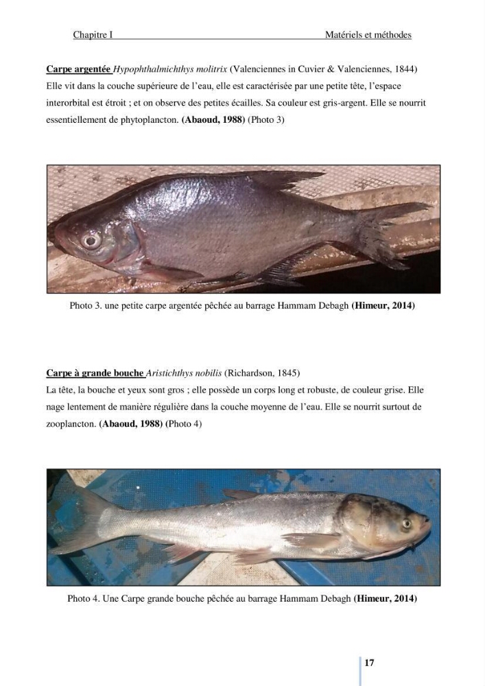 Evaluation de la ressource halieutique au barrage hammam Debagh de la wilaya de Guelma: