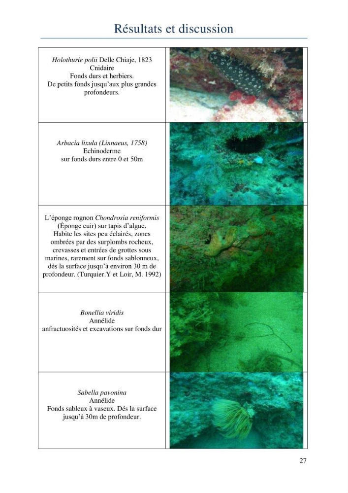 Initiation à la taxonomie des peuplements macrozoobenthiques du secteur centre et ouest de la côte Algérienne