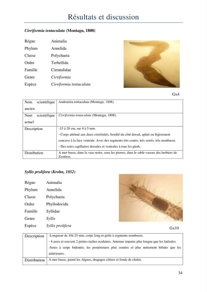 Initiation à la taxonomie des peuplements macrozoobenthiques du secteur centre et ouest de la côte Algérienne