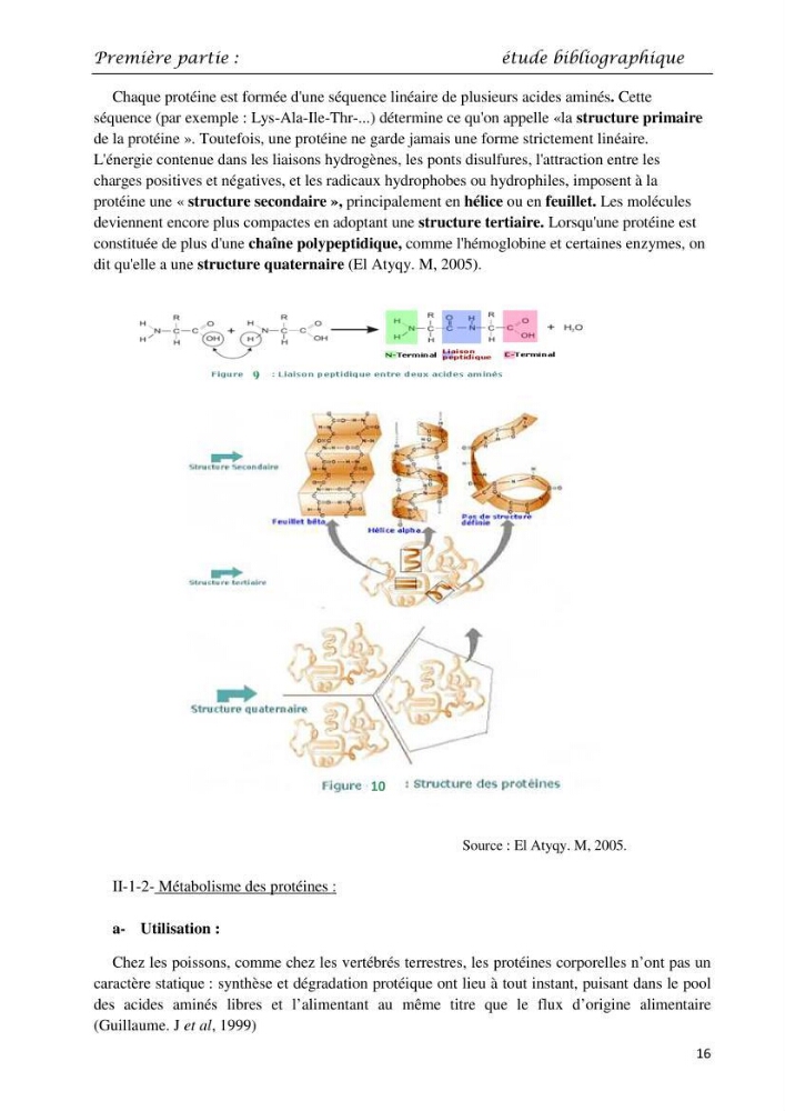 Détermination du taux des protéines et des lipides de la chair des poissons d\'eau de mer (Dicentrarchus labrax, Sparus aurata) et d\'eau douce (Oreochromis niloticus, Cyprinus carpio):