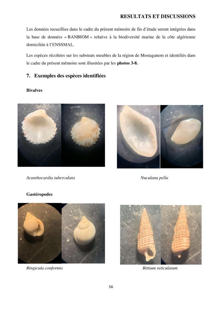 Analyse benthique des fonds marins de Stidia (Wilaya de Mostaganem ) aprés mise en place d\'un récif artificiel