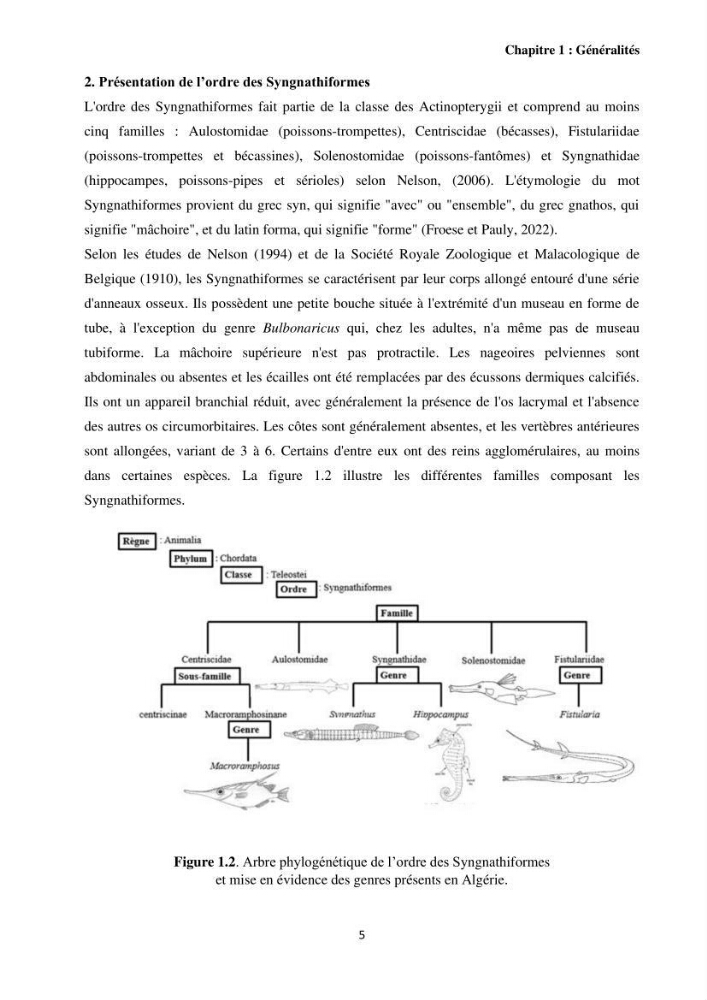 Contribution à l\'étude des Syngnathiformes de la côte algérienne: systématique et inventaire, croissance et état d\'exploitation de Macroramphosus scolopax( Linnaeus, 1758 )