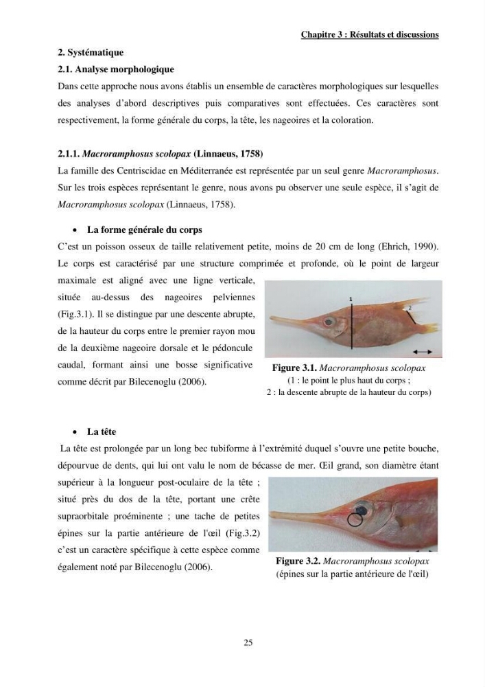 Contribution à l\'étude des Syngnathiformes de la côte algérienne: systématique et inventaire, croissance et état d\'exploitation de Macroramphosus scolopax( Linnaeus, 1758 )