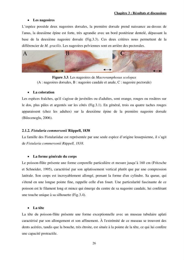 Contribution à l\'étude des Syngnathiformes de la côte algérienne: systématique et inventaire, croissance et état d\'exploitation de Macroramphosus scolopax( Linnaeus, 1758 )