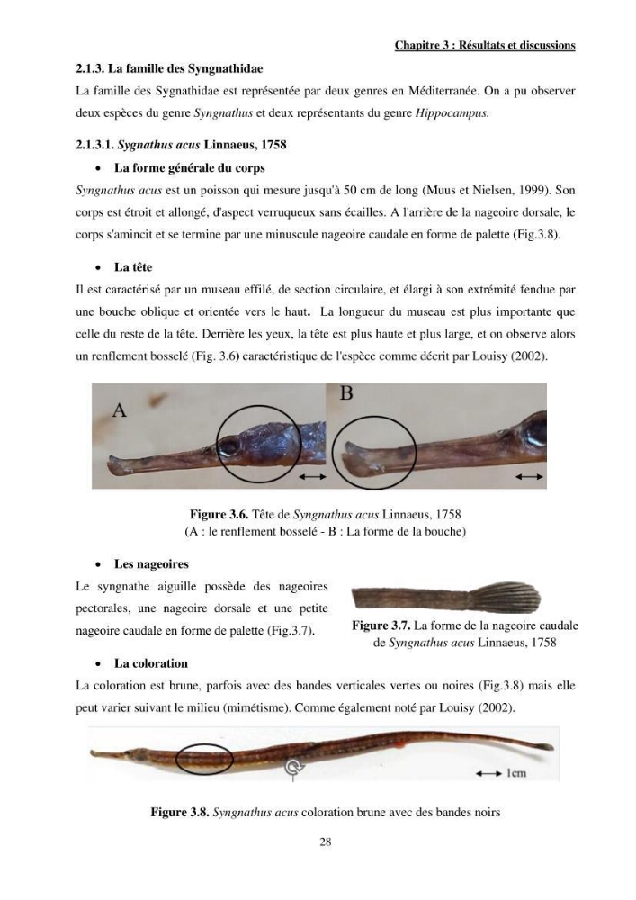 Contribution à l\'étude des Syngnathiformes de la côte algérienne: systématique et inventaire, croissance et état d\'exploitation de Macroramphosus scolopax( Linnaeus, 1758 )