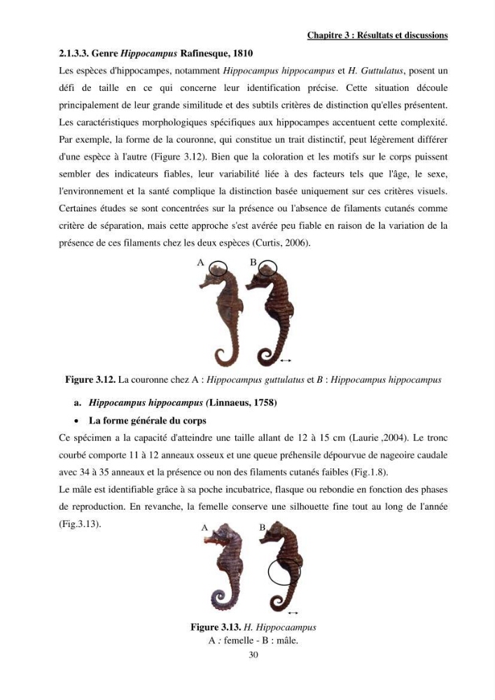 Contribution à l\'étude des Syngnathiformes de la côte algérienne: systématique et inventaire, croissance et état d\'exploitation de Macroramphosus scolopax( Linnaeus, 1758 )