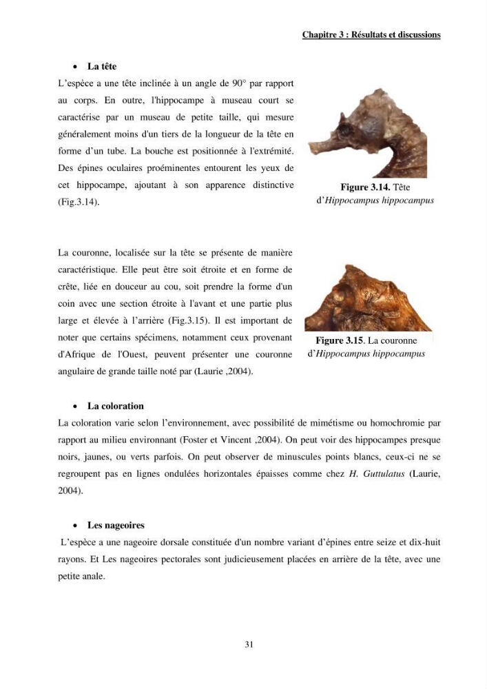 Contribution à l\'étude des Syngnathiformes de la côte algérienne: systématique et inventaire, croissance et état d\'exploitation de Macroramphosus scolopax( Linnaeus, 1758 )