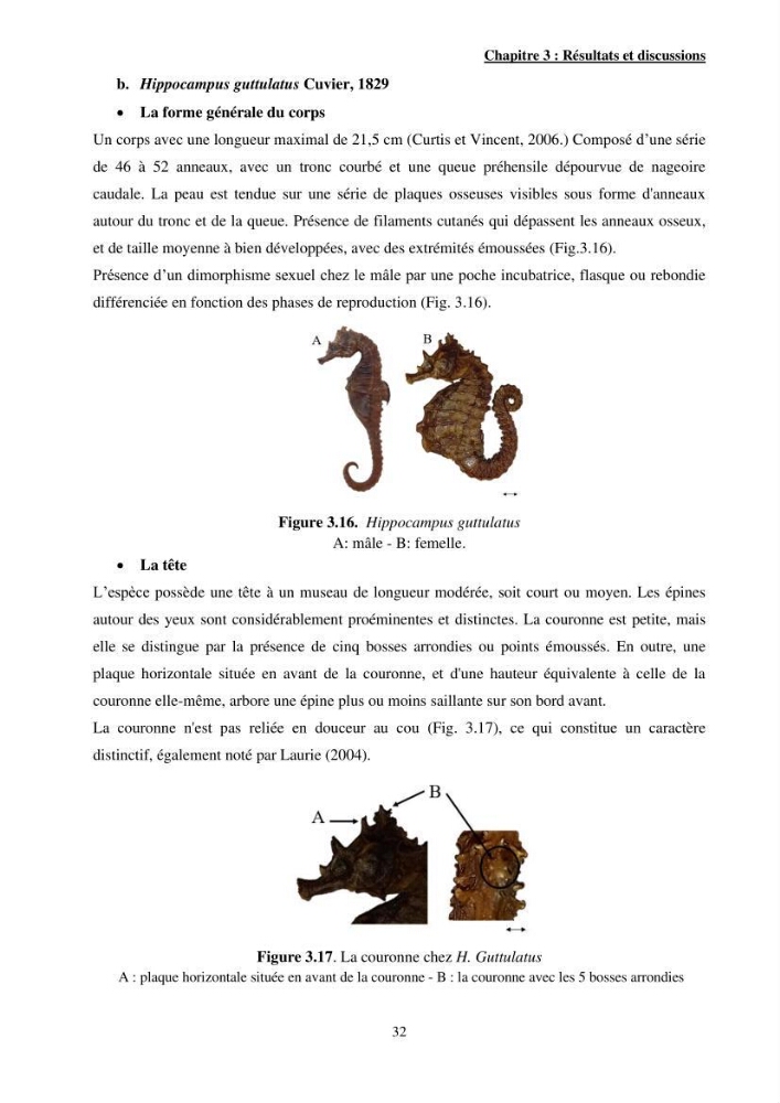 Contribution à l\'étude des Syngnathiformes de la côte algérienne: systématique et inventaire, croissance et état d\'exploitation de Macroramphosus scolopax( Linnaeus, 1758 )